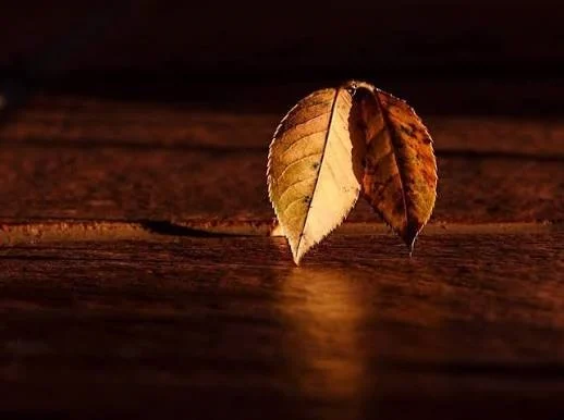 fotografie cu natura moarta